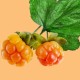 ماسک کاکتوس + توت فریمن 