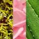 تونر ماریو بادسکو مدل witch hazel rosewater