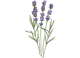 کرم دست لوکسیتان مدل Lavende