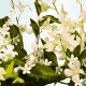 کرم دست لوکسیتان مدل Neroli & Orchidee