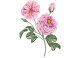 کرم دست لوکسیتان مدل Rose